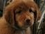 Nova scotia duck tolling retriever Aquafox Sebrings Fangio Chicane"Casey"
