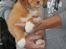 Nova scotia duck tolling retriever Aquafox Sebrings Fangio Chicane"Casey"
