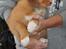 Nova scotia duck tolling retriever Aquafox Sebrings Fangio Chicane"Casey"