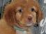 Nova scotia duck tolling retriever Aquafox Sebrings Fangio Chicane"Casey"
