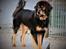 Tibetansk mastiff Dharma - Ca. 2 år