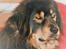 Tibetansk mastiff Dharma