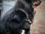 Tibetansk mastiff Dharma - Med storebror Ozzy som er Dharmas helt store idol - man er stolt!