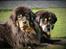 Tibetansk mastiff Dharma - Dharma og mor, Rami <3