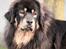 Tibetansk mastiff Dharma - 2 år