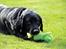 Labrador retriever Eshøjs Trille - 29.