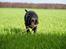 Labrador retriever Eshøjs Trille - 1. Årrh hun er den sødeste