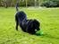 Labrador retriever Eshøjs Trille - 30.