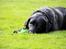 Labrador retriever Eshøjs Trille - 31. 
