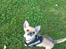 Chihuahua Choko - 5 md gammel