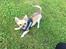 Chihuahua Choko