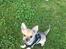 Chihuahua Choko