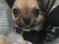 Chihuahua Choko