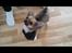 Chihuahua Choko