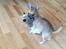 Chihuahua Choko