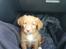 Nova scotia duck tolling retriever Aquafox Sebrings Fangio Chicane"Casey"
