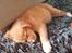 Nova scotia duck tolling retriever Aquafox Sebrings Fangio Chicane"Casey"