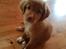 Nova scotia duck tolling retriever Aquafox Sebrings Fangio Chicane"Casey"