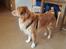 Nova scotia duck tolling retriever Aquafox Sebrings Fangio Chicane"Casey"
