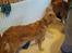 Nova scotia duck tolling retriever Aquafox Sebrings Fangio Chicane"Casey"