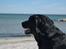Labrador retriever Monty <3
