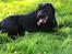 Labrador retriever Balder (Sympa Emil)