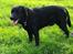 Labrador retriever Balder (Sympa Emil)