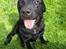 Labrador retriever Balder (Sympa Emil)