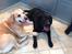 Labrador retriever Balder (Sympa Emil)