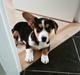 Welsh corgi cardigan Gilbert
