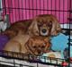 Cavalier king charles spaniel Cavakikki's Viol