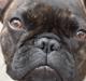 Fransk bulldog Alba - Wuifgaards Fifi