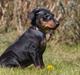 Manchester terrier Doberchest Cidney (Frigg)