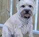 Cairn terrier Bella