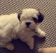 Lhasa apso Milo