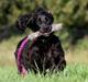 Field Trial Cockerspaniel Aske