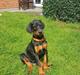 Dobermann Dobergaarden Forever Flying Diablo