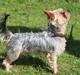 Yorkshire terrier Theo