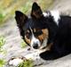Border collie Saga