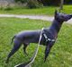 Xoloitzcuintle Veloz Naglis 