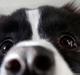 Border collie Bella - Divenzie's Arabella [Himmelhund]