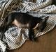 Staffordshire bull terrier Nellie
