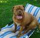 Dogue de bordeaux Wilma