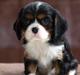 Cavalier king charles spaniel Liane's Tia Lucia
