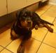 Rottweiler Fiona 