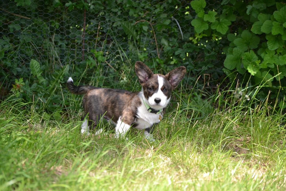 Welsh corgi cardigan Charles billede 6