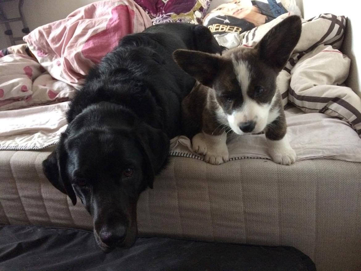 Welsh corgi cardigan Charles billede 7