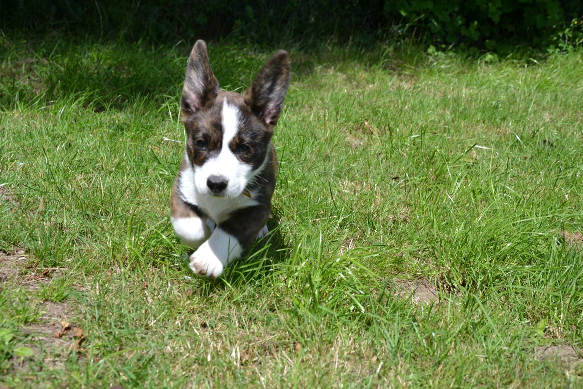 Welsh corgi cardigan Charles billede 9