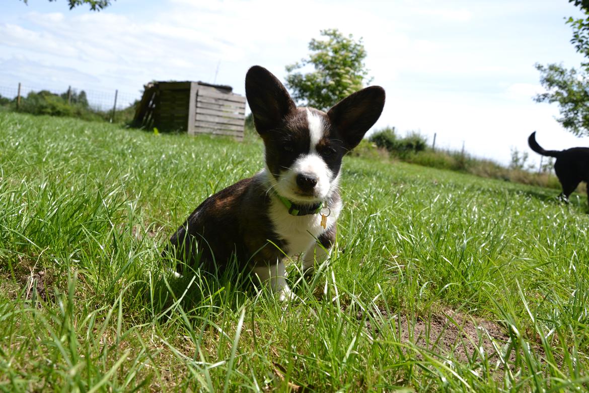 Welsh corgi cardigan Charles billede 10