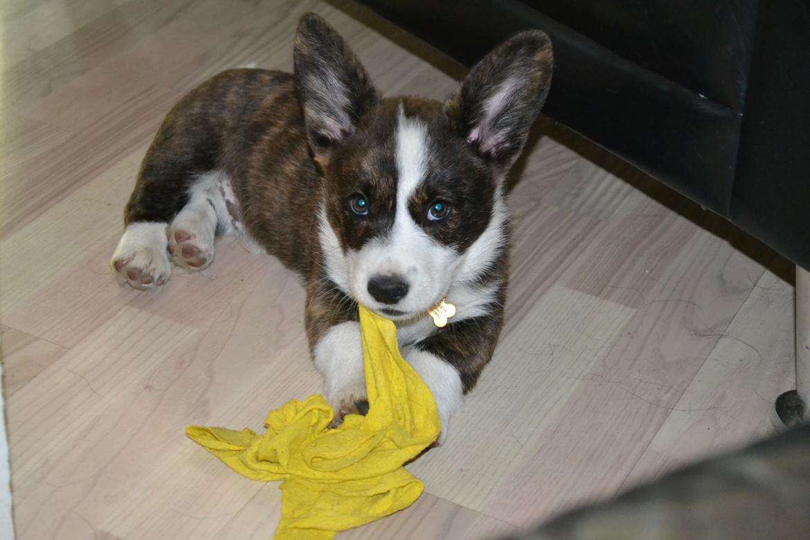 Welsh corgi cardigan Charles billede 5